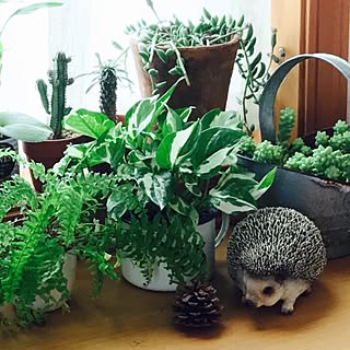 ヘッジホッグのインテリア実例 Roomclip ルームクリップ