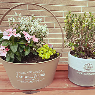 寄せ植え クランベリーのインテリア実例 Roomclip ルームクリップ