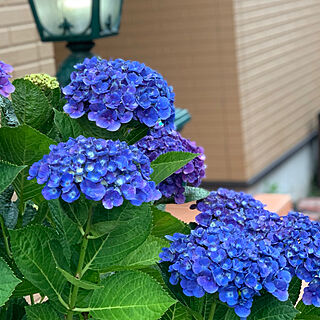 梅雨を楽しく/花のある生活/好きな花/あじさい/紫陽花...などのインテリア実例 - 2019-06-22 20:31:06