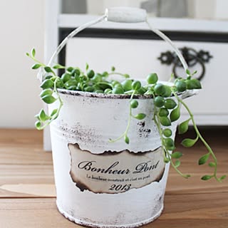 自作ラベル/happy bridge/100均/多肉植物/リメイク...などのインテリア実例 - 2013-02-25 23:44:51