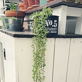 多肉植物 徒長しすぎのインテリア実例 Roomclip ルームクリップ 多肉植物 徒長しすぎのインテリア実例 Roomclip ルームクリップ