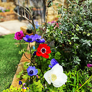 ガーデニング アネモネのおしゃれなインテリア 部屋 家具の実例 Roomclip ルームクリップ