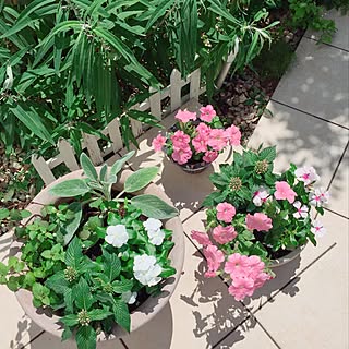 玄関 入り口 夏の花のインテリア実例 Roomclip ルームクリップ