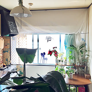 部屋全体/ダイニングキッチンの壁/ボロ賃貸/賃貸でも頑張る‼/観葉植物...などのインテリア実例 - 2017-09-05 14:20:51