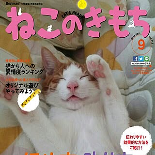 部屋全体/心にパンチパーマ✨/ねこ♡/ねこと暮らす。/NO CAT,NO LIFE❤️...などのインテリア実例 - 2016-06-17 00:56:48