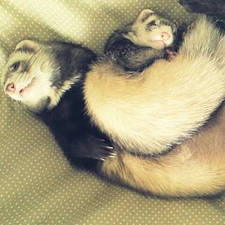 いたちのインテリア実例 Roomclip ルームクリップ