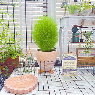 多肉植物 コキアのインテリア実例 Roomclip ルームクリップ