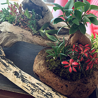 多肉寄せ植え がじゅまるのインテリア実例 Roomclip ルームクリップ