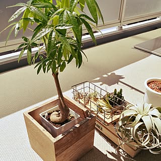 観葉植物 インディアンアーモンドのインテリア実例 Roomclip ルームクリップ 観葉植物 インディアンアーモンドのインテリア実例 Roomclip ルームクリップ