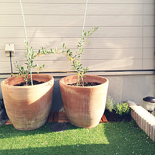 カレープラント ハーブのある暮らしのインテリア実例 Roomclip ルームクリップ