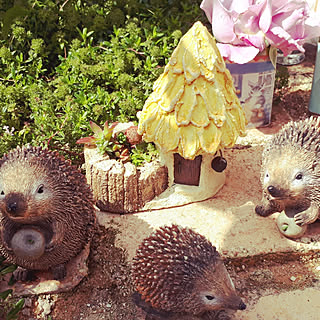 多肉植物 ハリネズミのインテリア実例 Roomclip ルームクリップ