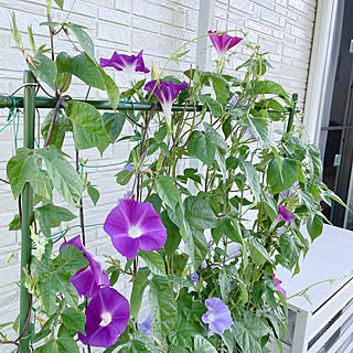 プランター 朝顔のおしゃれなアレンジ 飾り方のインテリア実例 Roomclip ルームクリップ プランター 朝顔のおしゃれなアレンジ 飾り方のインテリア実例 Roomclip ルームクリップ