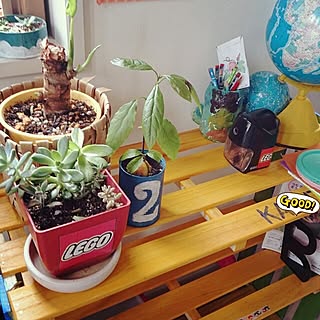 すのこ 復活クワズイモのおしゃれなアレンジ 飾り方のインテリア実例 Roomclip ルームクリップ