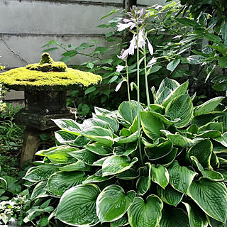 ホスタ 植物のある暮らしのインテリア実例 Roomclip ルームクリップ