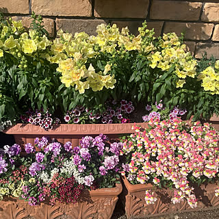 ネメシア 花のある生活のインテリア実例 Roomclip ルームクリップ