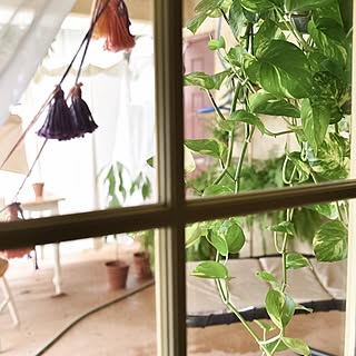 玄関/入り口/ポトス/ベランダ/ボタニカルライフ/Boho Style/植物のある暮らし...などのインテリア実例 - 2016-10-11 08:05:39
