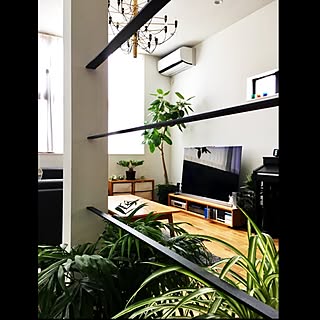 リビング/IKEA/フィカスバンビーノ/ザミア/チランジア...などのインテリア実例 - 2017-05-28 13:20:33