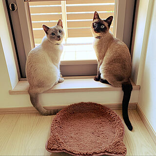 ペットと暮らすインテリア ロシアンブルーブルーポイントのインテリア実例 Roomclip ルームクリップ