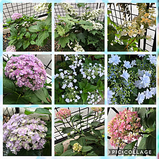 アジサイ 墨田の花火のインテリア実例 Roomclip ルームクリップ