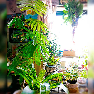 Blog更新しました 観葉植物のインテリア実例 Roomclip ルームクリップ