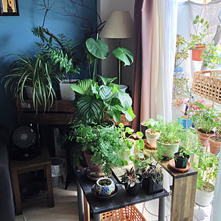 観葉植物/賃貸/築20年/ig→hitorururu/植物のあり過ぎる暮らし...などのインテリア実例 - 2019-04-08 22:57:10