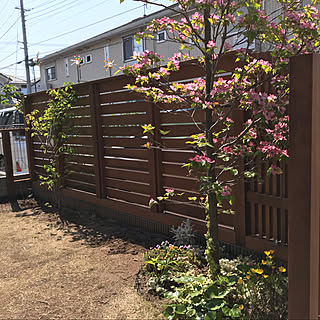 ハナミズキ 庭木のインテリア実例 Roomclip ルームクリップ