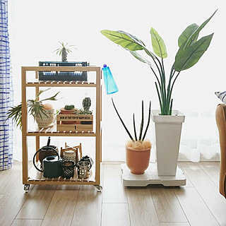 観葉植物 平台車のインテリア実例 Roomclip ルームクリップ