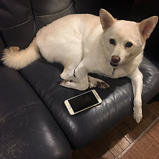 リビング/しばらくお休み?/iphone故障中/犬と暮らす/ソファーまわり...などのインテリア実例 - 2017-09-18 00:16:10