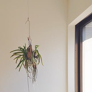 植物 着生ランのインテリア実例 Roomclip ルームクリップ