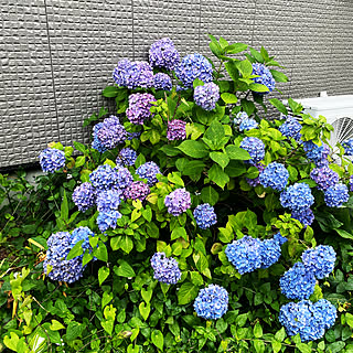 紫陽花 狭い庭のインテリア実例 Roomclip ルームクリップ 紫陽花 狭い庭のインテリア実例 Roomclip ルームクリップ