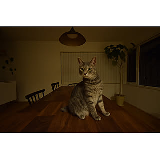 猫 フィカスウンベラータのインテリア実例 Roomclip ルームクリップ 猫 フィカスウンベラータのインテリア実例 Roomclip ルームクリップ