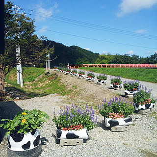 壁/天井/RCの出会いに感謝♥︎/田舎暮らし+゚*/北海道/いいね、フォロー本当に感謝です♡...などのインテリア実例 - 2019-08-18 13:48:12