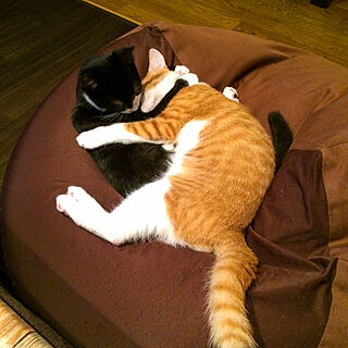 ビーズクッション 猫のいる暮らしのインテリア実例 Roomclip ルームクリップ