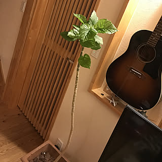 部屋全体/ウンベラータ早く大きくなぁれ/落ち着く場所♪/観葉植物大好き❤︎/植木鉢...などのインテリア実例 - 2018-07-09 23:12:52