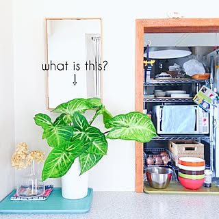 観葉植物 名前がわからない子のインテリア実例 Roomclip ルームクリップ 観葉植物 名前がわからない子のインテリア実例 Roomclip ルームクリップ