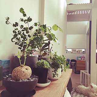 飛び葉クロトンのインテリア実例 Roomclip ルームクリップ