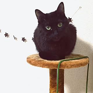 ベッド周り/ねこのいる日常/手作りガーランド/シャンプー後ですっきりしてます✨/ようやく新しいタワーに……!...などのインテリア実例 - 2018-06-06 23:55:10