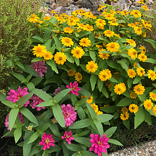 ジニア メランポジュームのインテリア実例 Roomclip ルームクリップ