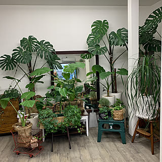 観葉植物 モンステラ いっぱいのインテリア実例 Roomclip ルームクリップ