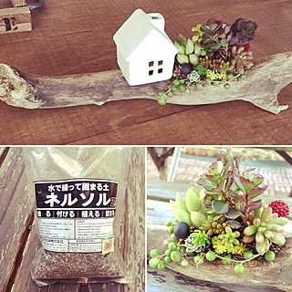 寄せ植え ネルソルのインテリア実例 Roomclip ルームクリップ 寄せ植え ネルソルのインテリア実例 Roomclip ルームクリップ