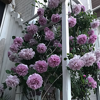 バラ レイニーブルーのおしゃれなアレンジ 飾り方のインテリア実例 Roomclip ルームクリップ