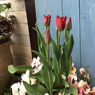 玄関/入り口/花育活動/フリンジ咲きチューリップ/チューリップの寄せ植え/ガーデニング...などのインテリア実例 - 2017-04-26 08:12:27