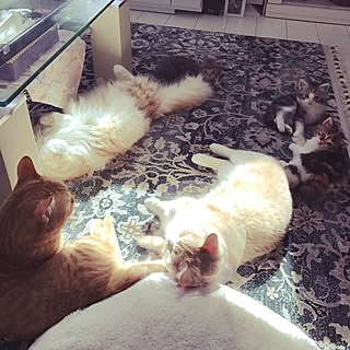 部屋全体/子猫ちゃん❤/集まる/陽の当たる場所/皆さんのお陰で毎日Happy!...などのインテリア実例 - 2017-06-28 15:02:06
