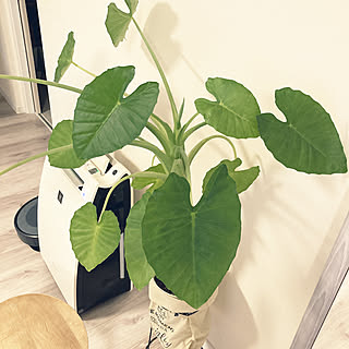 クワズイモの花のインテリア実例 Roomclip ルームクリップ