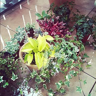植物/ガーデニングのインテリア実例 - 2012-06-08 00:24:17