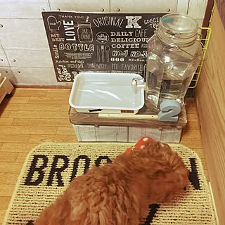 リビング/わんこの水飲み場/築30年貸家/さむいさむい꒰ ΄◞ิ◟ิ‵꒱/トイプードル多頭飼い...などのインテリア実例 - 2017-02-11 08:58:48
