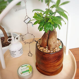 ベッド周り/観葉植物/カジュマル/陶器鉢/IKEA...などのインテリア実例 - 2020-02-21 20:00:06