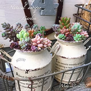 バス/トイレ/ちま寄せkurumichoco❁*.゚/多肉を愉しむ/多肉寄せ植え/多肉植物/ちま寄せ❁*.゚...などのインテリア実例 - 2017-05-23 08:47:10