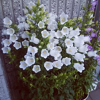 玄関/入り口/カンパニュラ?/近所の花/カンパニュラで間違いなし♪/別名つりがねそうのインテリア実例 - 2017-05-17 18:42:33