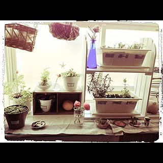 植物 キッチン 出窓のインテリア実例 Roomclip ルームクリップ